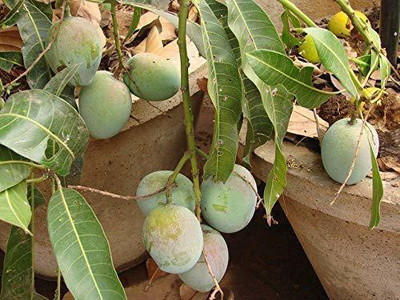 creative farmer Mango Plant(Pack of 1)