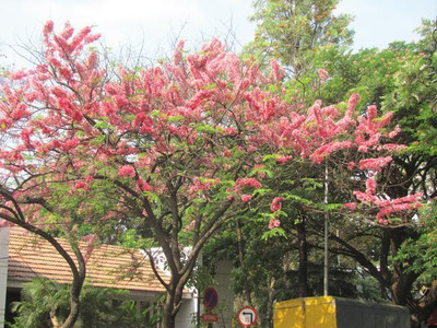 Green World CASSIA JAVANICA / APPLE BLOSSOM TREE SEEDS Seed(100 per packet)