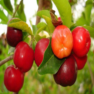 EarthAngel Cherry Fruit Plant(Hybrid, Pack of 1)