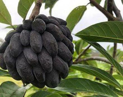 Greenery Nursery Custard Apple Plant(Hybrid, Pack of 1)