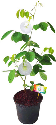 Ukaanda Aparajita/ Butterfly Pea Plant(Hybrid, Pack of 1)