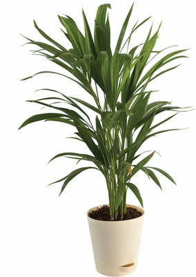 kpenter Areca Palm(Pack of 1)