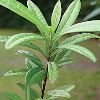 VibeX ® VXI-55 Sarva Sughandhi Dwarf Rare ' Allspice Seed(50 per packet)