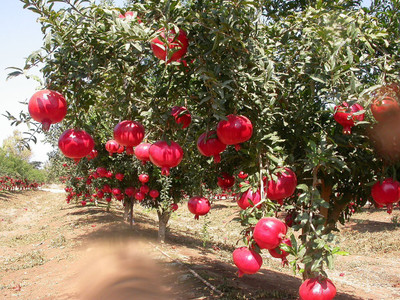 CYBEXIS VXI-70 - Sweet Pomegranate Fruit Tree - (270 Seeds) Seed(270 per packet)