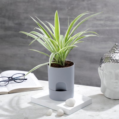 Plantmojo Spider Plant(Pack of 1)