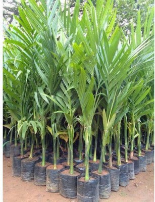 Oxygreenplant Betel Nut/Supari Plant(Hybrid, Pack of 1)