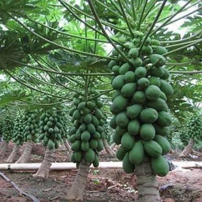 THAMMAR green berry f1 hybride papaya seed Seed(600 per packet)