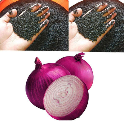 VibeX ® RXI-1201 Onion Red F1 Hybrid Seeds Seed(1000 per packet)