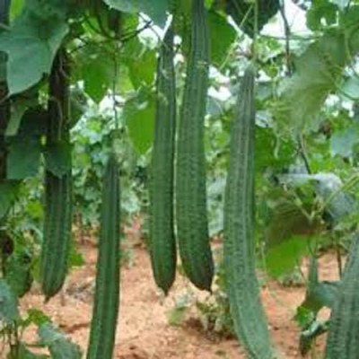 Aywal Hybrid Desi Ridge Gourd (Tori) Seed(10 per packet)