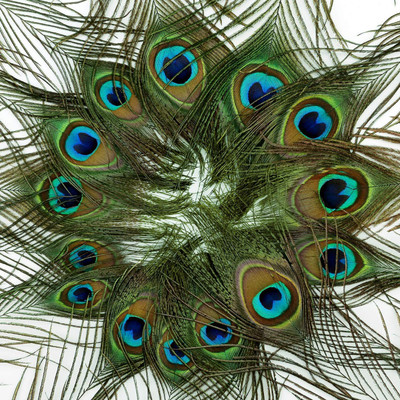 PRIME BHARAT Pack of 100 Decorative Feathers(90-100 cm Peacock Feather)