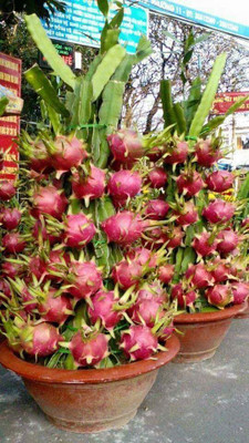 FSK Dragon Tree(Hybrid, Pack of 1)