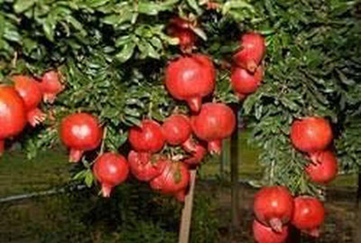 Aywal Dwarf Pomegranate Fruit Tree Seed(35 per packet)