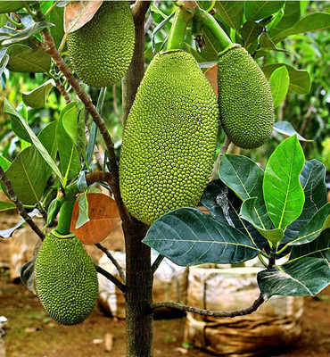 GreenyOn Jackfruit Plant(Hybrid, Pack of 1)