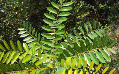 Green World SIMAROUBA GLAUCA / LAKSHMI TARU / PARADISE TREE SEEDS FOR FARMING & GARDENING( 20 SEEDS ) Seed(20 per packet)