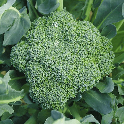 LYRS Broccoli Seed(65 per packet)