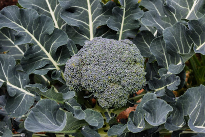 LYRS Waltham Broccoli Seed Seed(15 per packet)