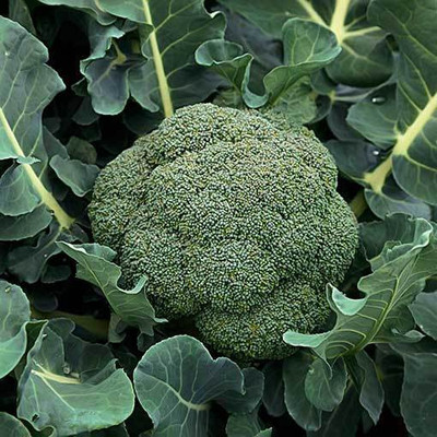 LYRS Broccoli Seed(500 per packet)