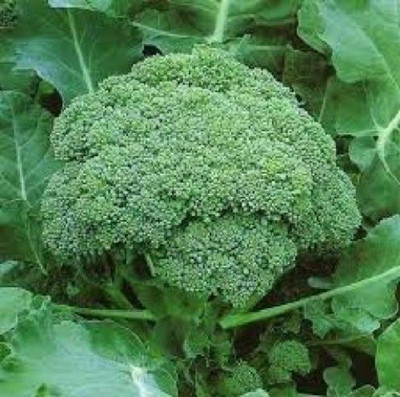 LYRS Broccoli Seed(65 per packet)
