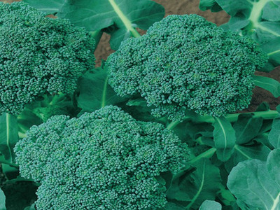 LYRS Imported Broccoli Seed Seed(70 per packet)