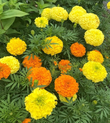 GREENBAAG Marigold Seed(100 per packet)
