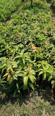 Heaven Of Saplings Mango Plant(Hybrid, Pack of 1)