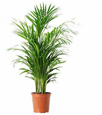 Uganio Areca Palm(Hybrid, Pack of 1)