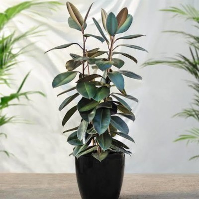 Click to buy Rubber Tree(Hybrid, Pack of 1)