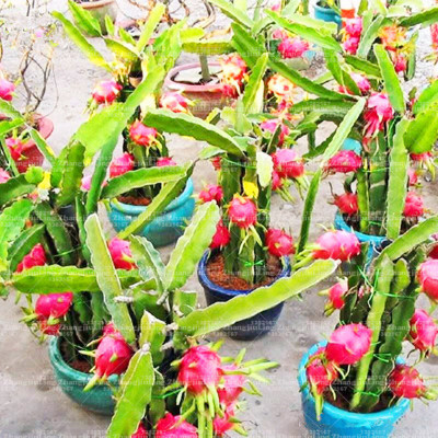 MagicQueen Dragon Tree(Hybrid, Pack of 1)