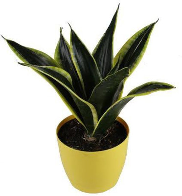 Click to buy Snake Plant(Hybrid, Pack of 1)