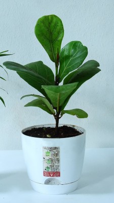 Plantech Ficus Plant(Pack of 1)