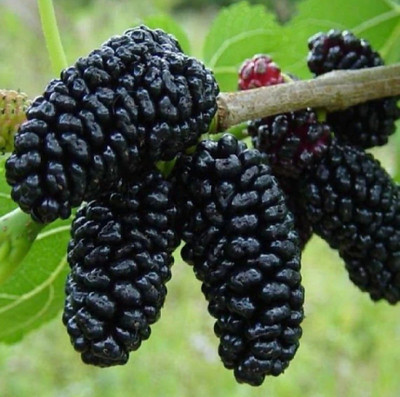 Samarthgreens Shahtoot/Mulberry Plant(Hybrid, Pack of 1)