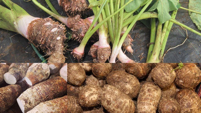 Aywal Taro Root/Arbi Bulbs Seed(19 per packet)
