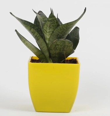 Click to buy Snake Plant(Hybrid, Pack of 1)