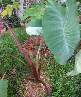 KANAYA Taro Root/Arbi Bulbs Seed(1 per packet)