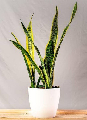 Click to buy Snake Plant(Hybrid, Pack of 1)