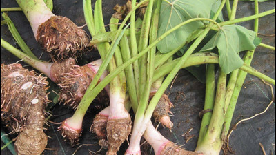Aywal Taro Root,Kachu Seed(18 per packet)