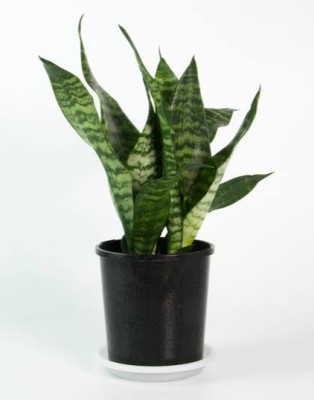 Click to buy Snake Plant(Hybrid, Pack of 1)