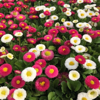 Greenwill Daisy Double mix Flower Plant Seed(25 per packet)