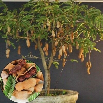 Samarthgreens Tamarind Plant(Hybrid, Pack of 1)