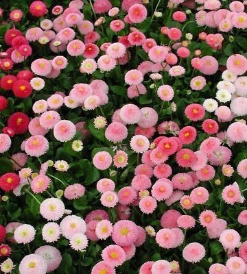 Paudha Hybrid Daisy Mixed Flower Seed(150 per packet)