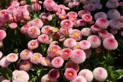 Paudha Hybrid Daisy Mixed Flower Seed(95 per packet)