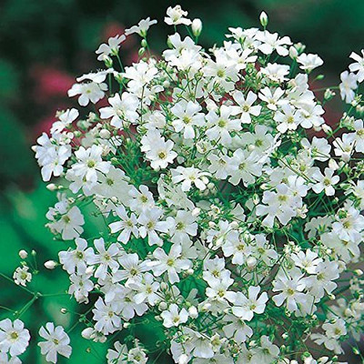 CYBEXIS Gypsophila Gypsy Compact White Flower Seeds Seed(50 per packet)