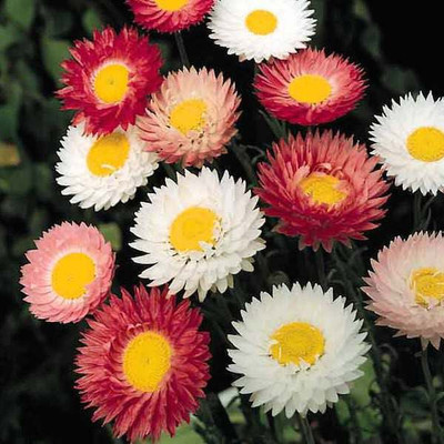 Paudha Hybrid Daisy Mixed Flower Seed(95 per packet)