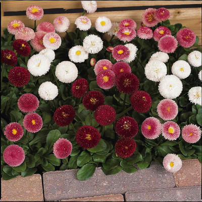 XOLDA Exotic Daisy Mixed Flower Seed(30 per packet)