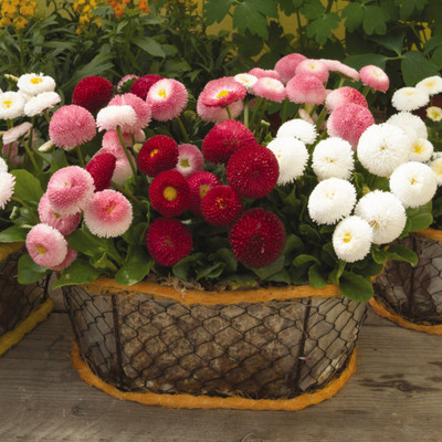 Paudha Hybrid Daisy Mixed Flower Seed(95 per packet)