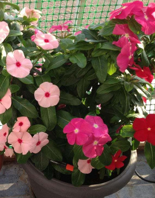 seedagro Hybrid Vinca Mixed Flower Seed(100 per packet)