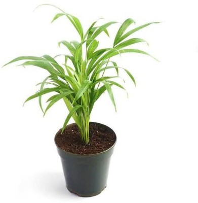 My Dream Nursery Areca Plam(Hybrid, Pack of 1)