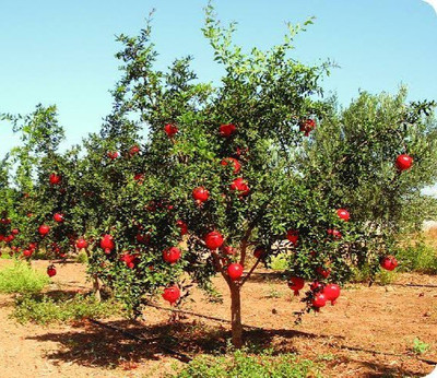Click to buy Pomegranate Plant(Hybrid, Pack of 1)