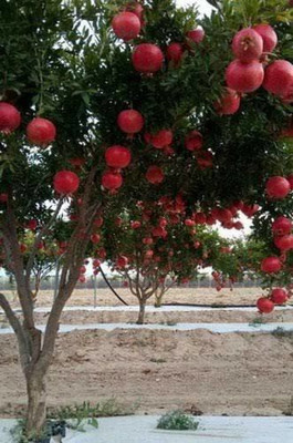 Click to buy Pomegranate Plant(Hybrid, Pack of 1)