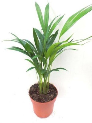 Click to buy Areca Plam(Hybrid, Pack of 1)